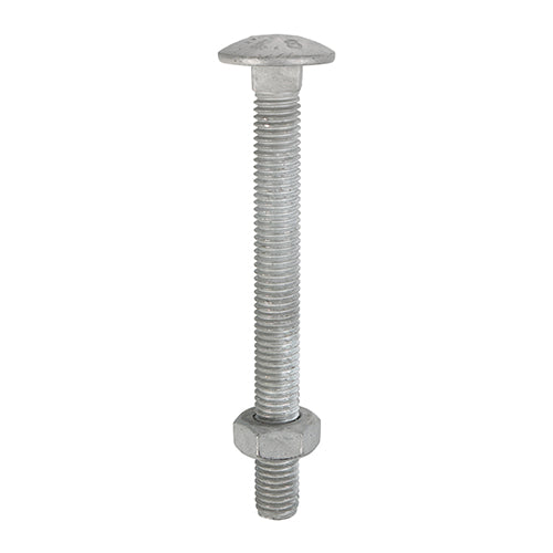 Carriage Bolts & Hex Nuts - Hot Dipped Galvanised | M10 x 100 product image